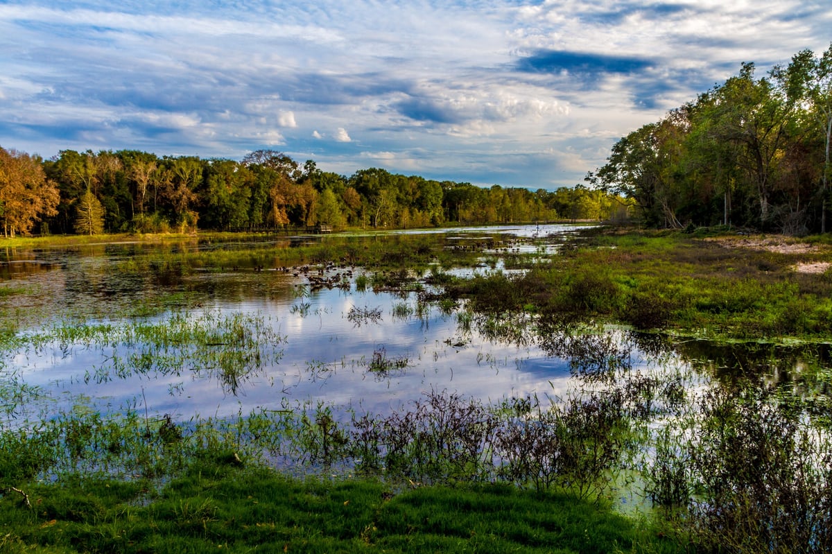Natural wetland environment with wildlife